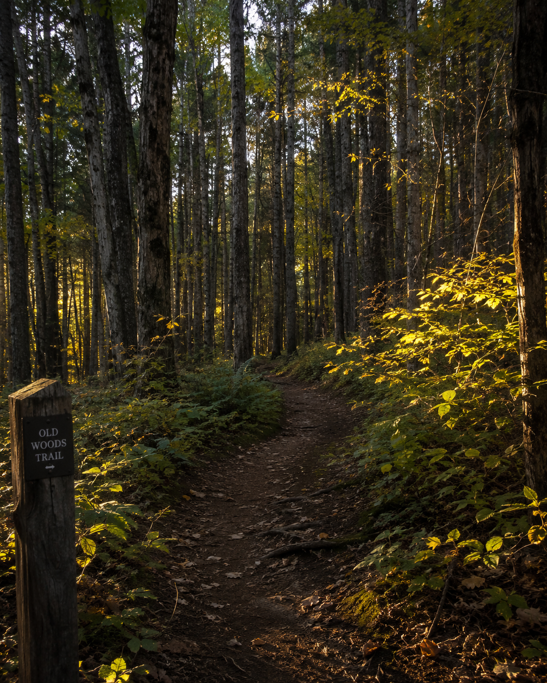 Campaign artwork of the Old Woods trail